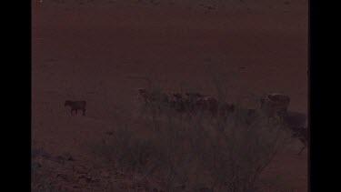 Group Of Cattle In the Outback