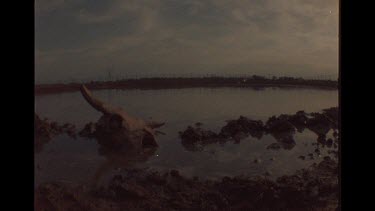 Cows Skull To One Side Of Cattle Station Watering Hole