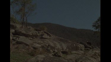 Domestic Dog In The Australian Bush