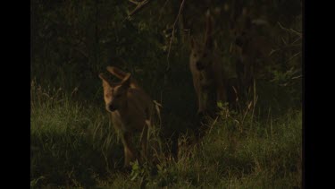 Slow Motion Shot Of Dingoes Running Through The Bush