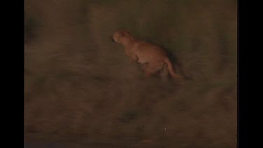 Dingoes Playing By The Water