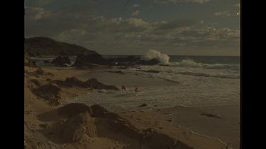 Dingoes Playing On the Beach