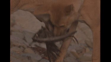 Two Dingoes Playing Tug Of War Over Dead Sea Bird