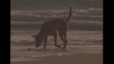 Dingoes Fighting Over Carcass Of Dead Sea Bird