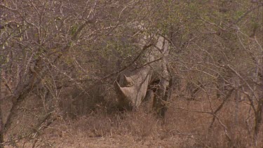 white Rhino behind bushes looking out pull out to reveal tracker sitting on front of vehicle