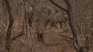 white Rhino and calf behind bushes looking out