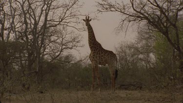 Giraffe looking in direction of camera and then walks out of frame followed by oxpecker