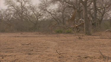 scientist Andrew Parker walks in the foreground with rifle Elias tracker follows with radio tracking equipment