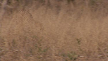 cheetah runs towards camera and out of frame @ 100frames per second