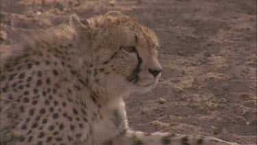cheetah gets up from position and walks out of shot