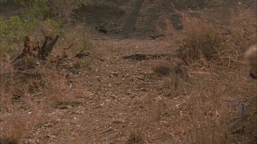 cheetah walking towards camera along path tilt down to feet