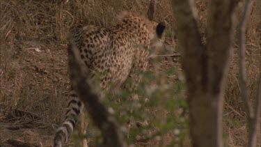 cheetah walking towards camera along path tilt down to feet