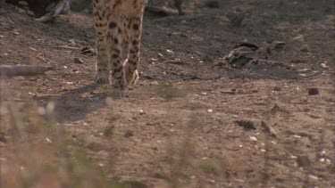cheetah walking away from camera along path tilt down to feet