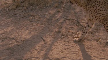 cheetah's head then tilt to feet paws walking in dust various takes stops and looks around and continues