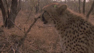 cheetah's head then tilt to feet paws walking in dust various takes stops and looks around and continues