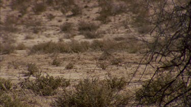 single springbok walks through frame to illustrate gait