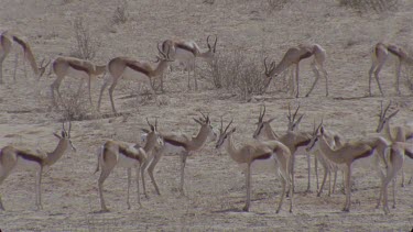 springboks standing or browsing