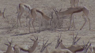 herd of springboks or browsing