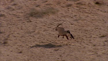 Single Gemsbok running up hill and looks over shoulder