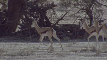 CM0001-TR-0047784 small herd springbok walk through frame