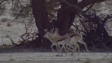 small herd springbok run through frame