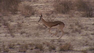 single springbok run through frame fast leaping very nice study of animal in motion looses focus at end of shot