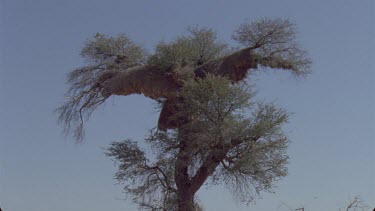 Weaver birds nest clumped