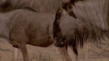 wildebeest walk across frame and others follow tilt to show hooves on the sandy soil