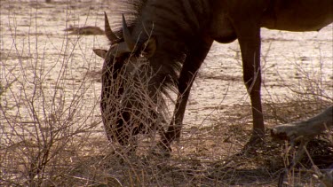 wildebeest grazing and then walks out of shot