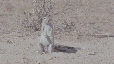 up from twitching tail to head squirrel front on looking in distance , it crouches and moves away sniffing the ground , stands up again