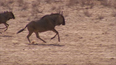 herd of wildebeest running