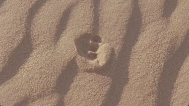 very nice light and clarity of tracks across a windswept sand dune , animal tracks spoor , possibly mongoose tracks