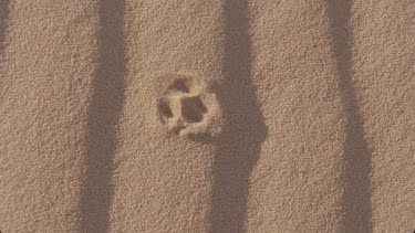 very nice light and clarity of tracks across a windswept sand dune with grassy hillocks , , animal tracks spoor , possibly mongoose tracks then tilt up of same shot