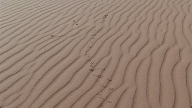 small horned adder making tracks in the red sand