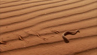 small horned adder making tracks in the red sand