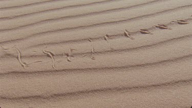 small horned adder making tracks in the red sand
