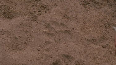 scientist Andrew Parker and Tracker Elias Mathabula faces looking at fresh lion spoor Andrew takes measurements