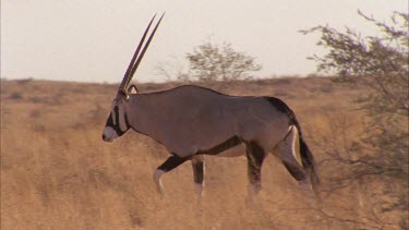 Gemsbok walks through frame , look to camera