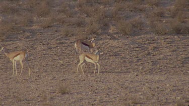 a couple of springbok grazing and then startled and run off