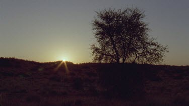 sun coming up over sand dunes and grass tussocks with tree silhouette on RHS