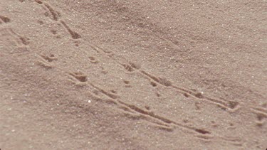 scorpion walks across the red sands leaving prints tracks spoor behind
