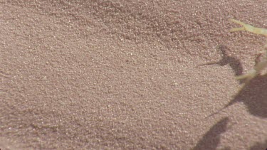 scorpion walks across the red sands leaving prints tracks spoor behind