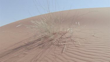 scorpion walks across the red sands leaving prints tracks spoor behind , good shadow of scorpion