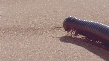 millipede moves through sand making tracks , very nice shot
