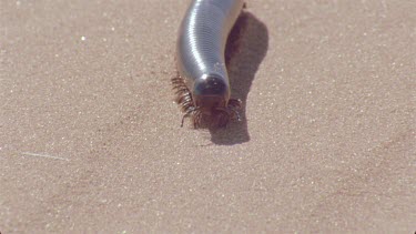 millipede moves through sand making tracks , very nice shot , fly is riding on back