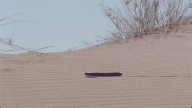 millipede moves through sand making tracks , very nice shot ,