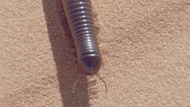 millipede moves through sand making tracks , very nice shot ,