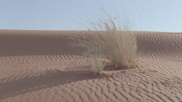 grass moving in the wind on side of red sand dune , long shadow
