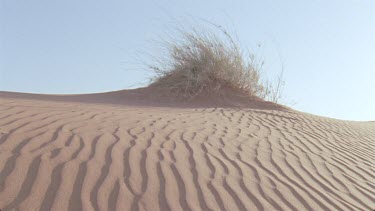 beautiful tracks on rippled pattern on red sand bird of some sort raptortilt down