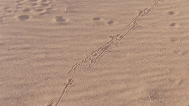 beautiful tracks on rippled pattern on red sand bird of some sort raptortilt down